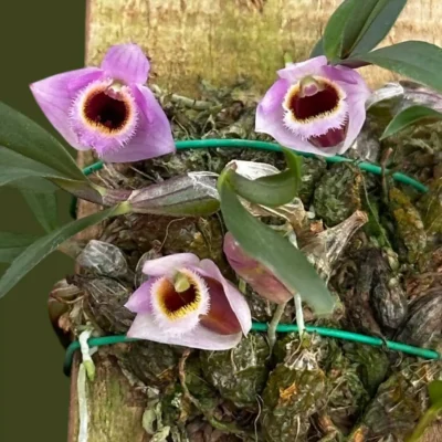 Dendrobium fuscifaucium