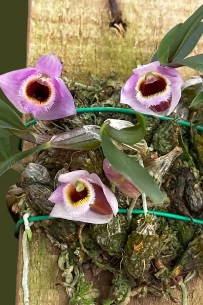 Dendrobium fuscifaucium