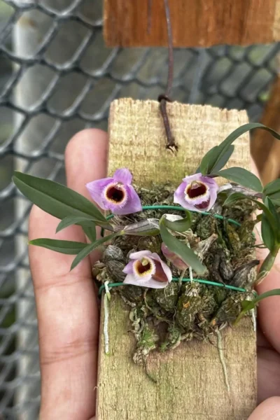 Dendrobium fuscifaucium