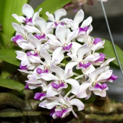 Rhynchostylis gigantea