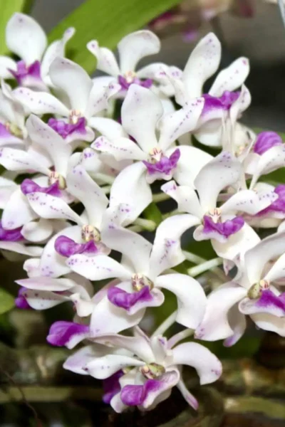 Platycerium Willinckii Jenny – Rare Orchid Species For Collectors