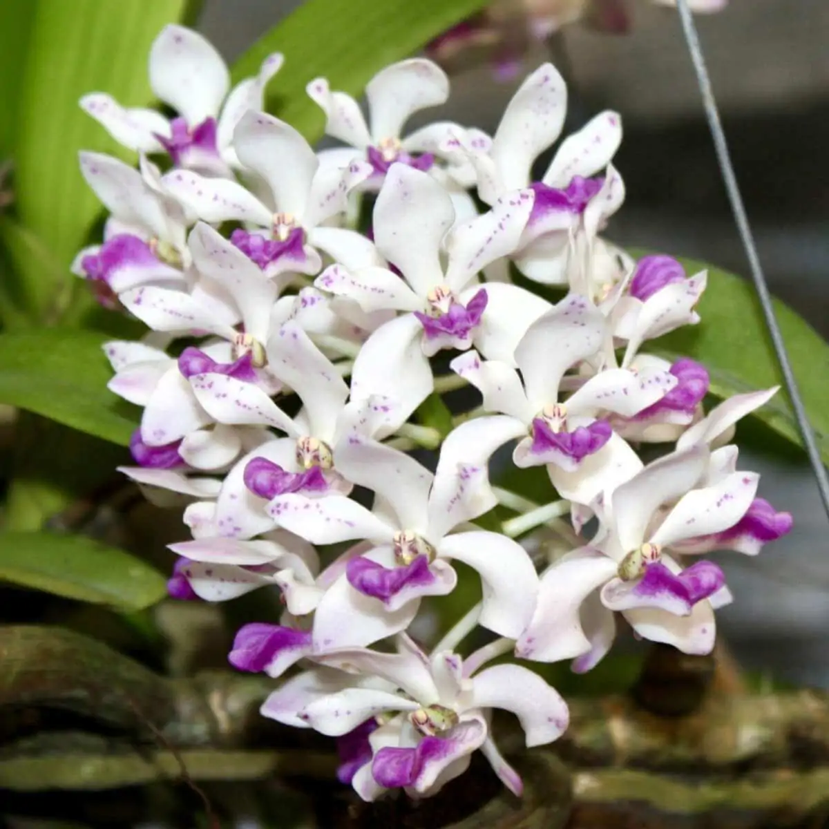 Rhynchostylis gigantea – Buy Online | Sib Orchid Rhynchostylis gigantea