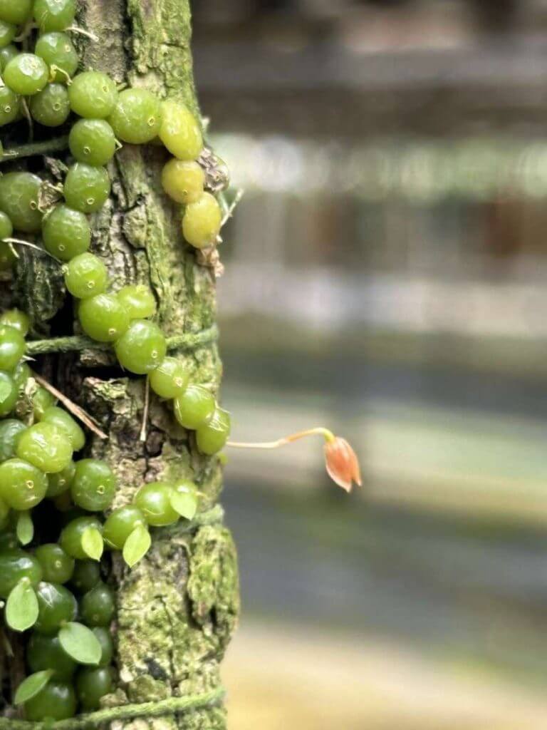 Bulbophyllum moniliforme