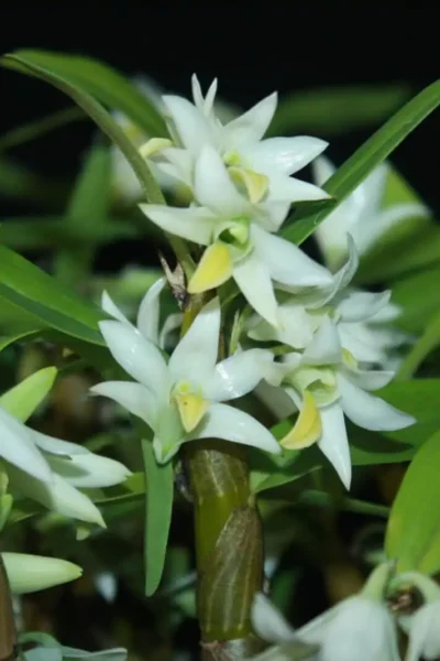 Dendrobium scabrilingue