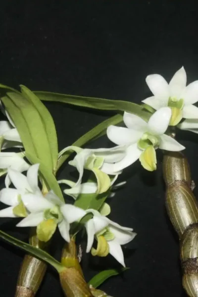 Dendrobium scabrilingue