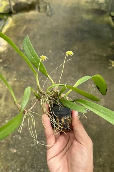 Bulbophyllum auratum Yellow
