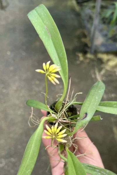 Bulbophyllum auratum Yellow