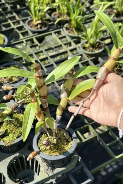 dendrobium chanthaboon sunrise Dendrobium lamyaiae × Dendrobium friedericksianum