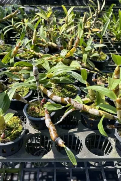 dendrobium chanthaboon sunrise Dendrobium lamyaiae × Dendrobium friedericksianum