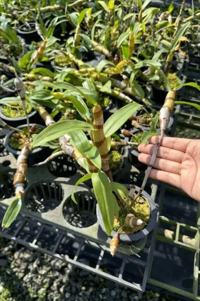 dendrobium chanthaboon sunrise Dendrobium lamyaiae × Dendrobium friedericksianum