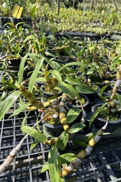 dendrobium chanthaboon sunrise Dendrobium lamyaiae × Dendrobium friedericksianum