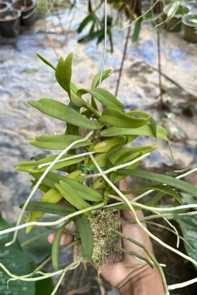 Smitinandia micrantha