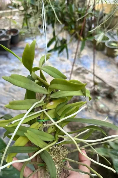 miniature Orchid Smitinandia micrantha