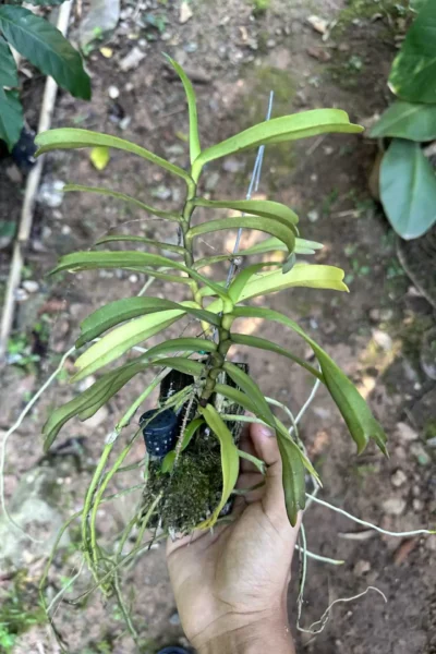 Smitinandia micrantha