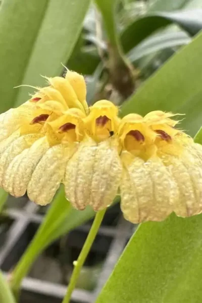 Bulbophyllum auratum Yellow