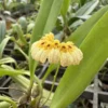 Bulbophyllum auratum Yellow