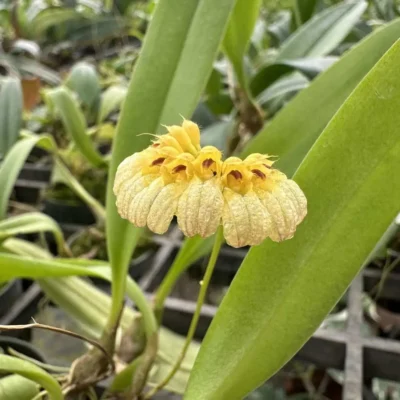 Bulbophyllum auratum "Yellow"