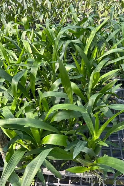 Oncidium Sharry baby