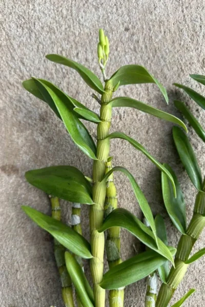 Dendrobium Nobile Hybrid White