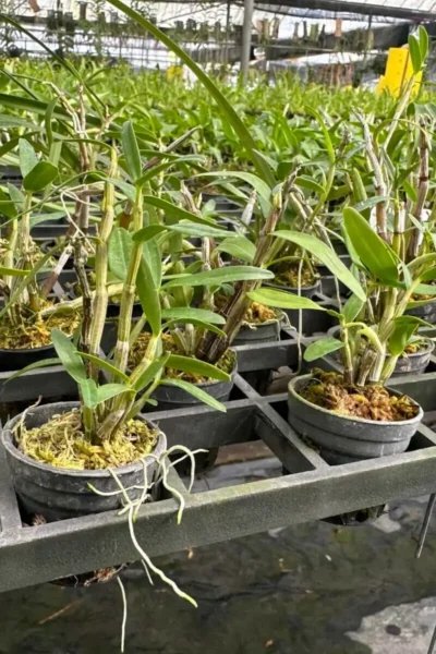 Dendrobium Moniliforme