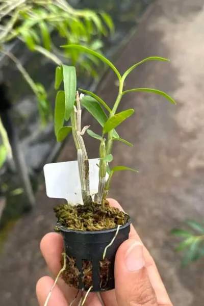 Dendrobium Moniliforme
