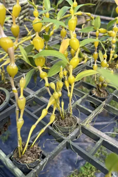 Dendrobium findlayanum