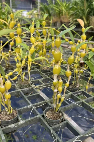 Dendrobium findlayanum