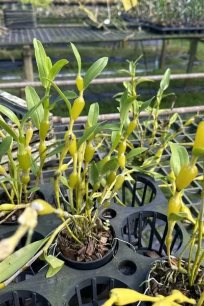 Dendrobium findlayanum