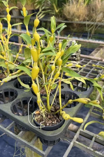 Dendrobium findlayanum