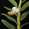 Dendrobium ellipsophyllum