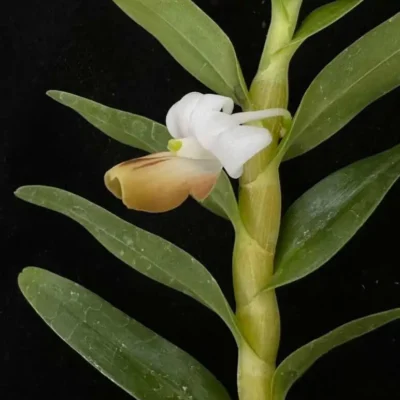 Dendrobium ellipsophyllum