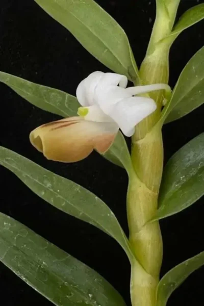 Dendrobium ellipsophyllum