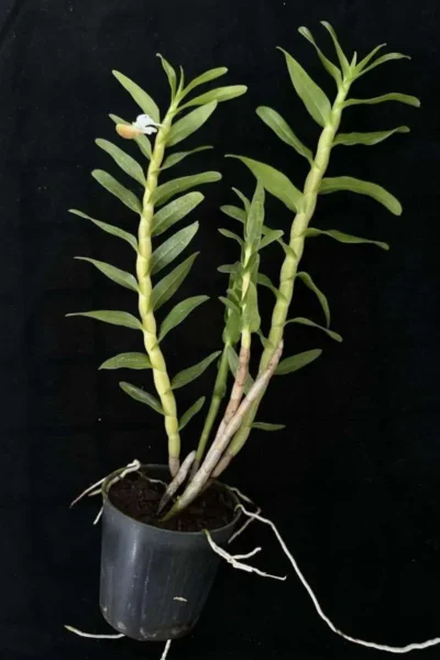Dendrobium ellipsophyllum