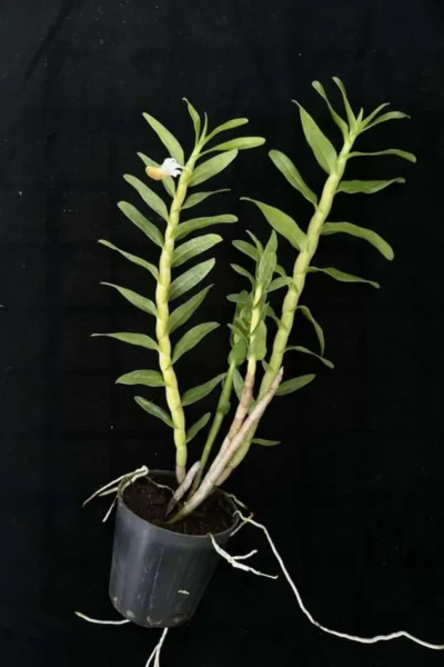 Dendrobium ellipsophyllum