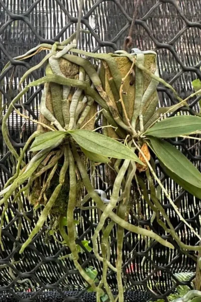 Phalaenopsis parishii siborchid