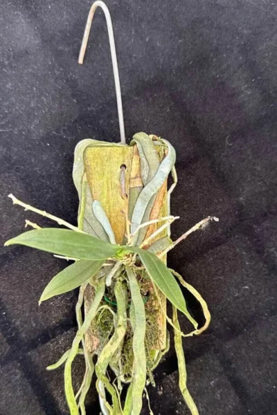 Phalaenopsis parishii siborchid