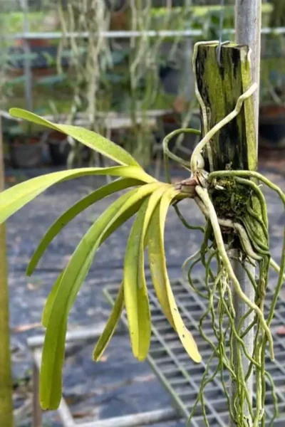 Rhynchostylis retusa