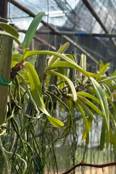 Rhynchostylis retusa
