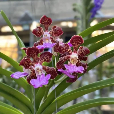 Treat Your Vanda Hybrids with These Winter Care Tips – Buy Online | Sib Orchid Treat Your Vanda Hybrids with These Winter Care Tips