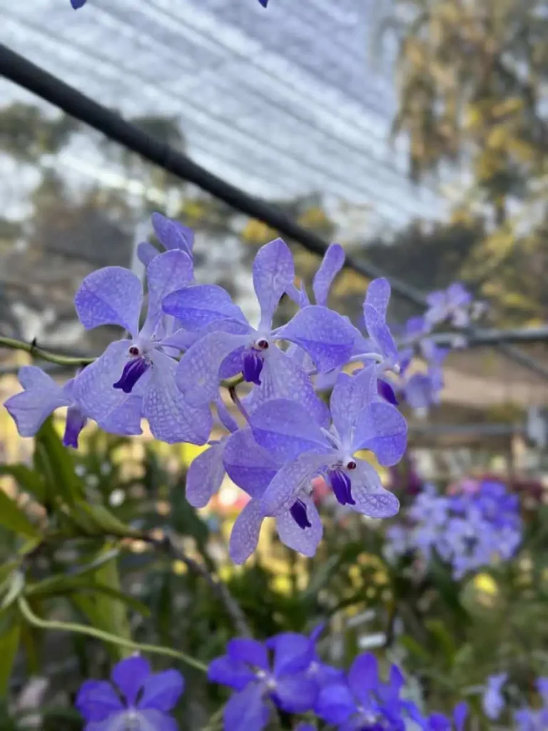 Vanda coerulea
