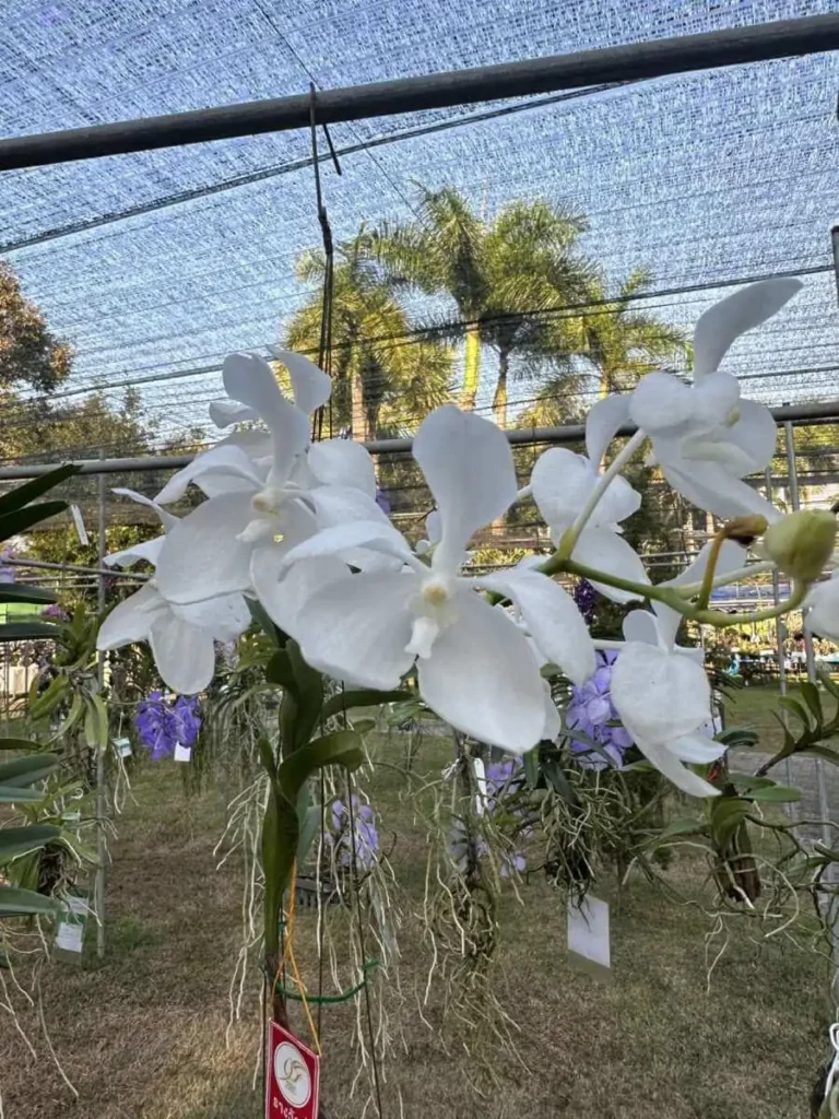 Vanda coerulea alba