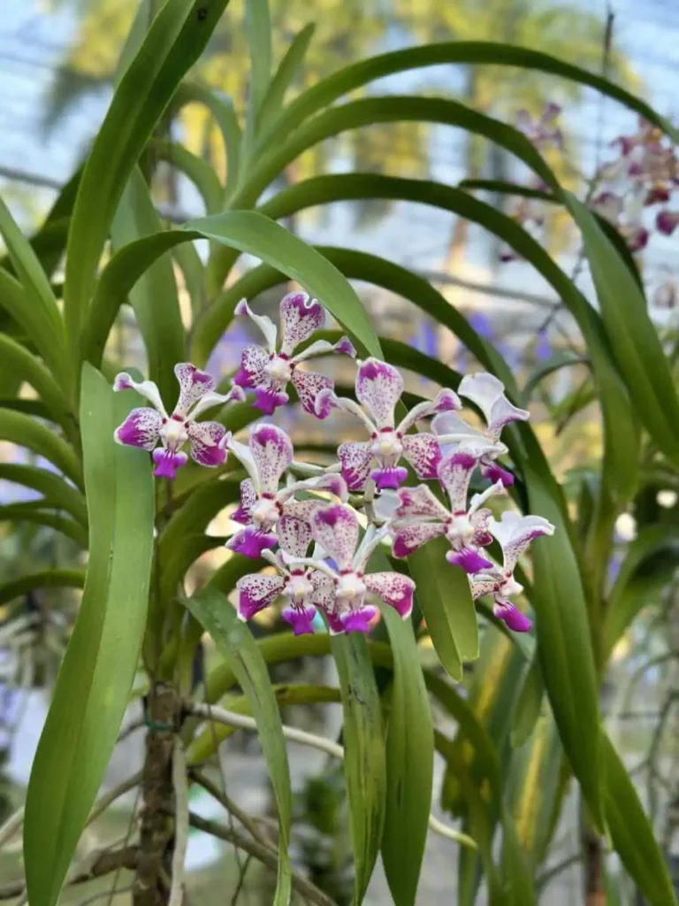 Vanda luzonica