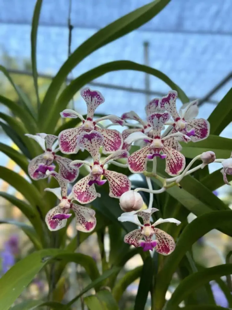 Vanda luzonica