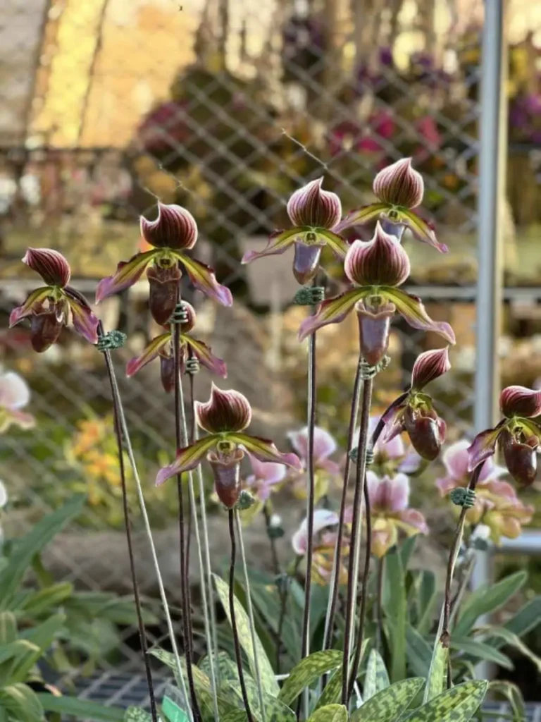 Discovering Orchids at the 2023 Show Highlights orchid plant for sale