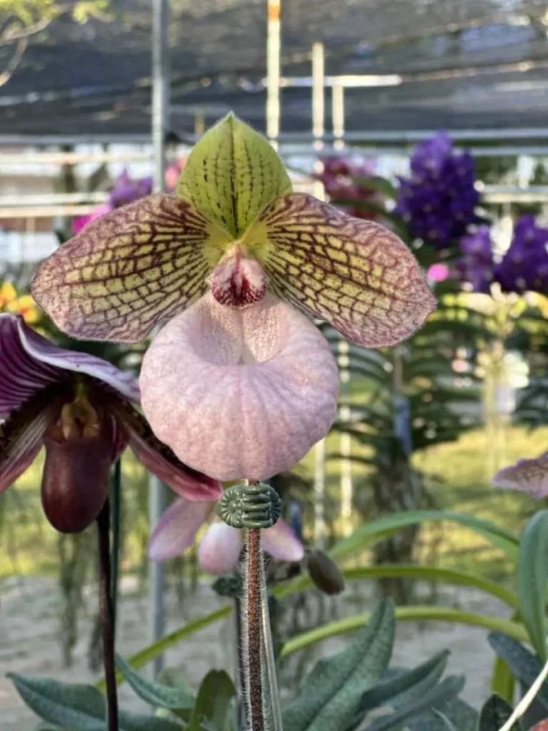 Paphiopedilum micranthum