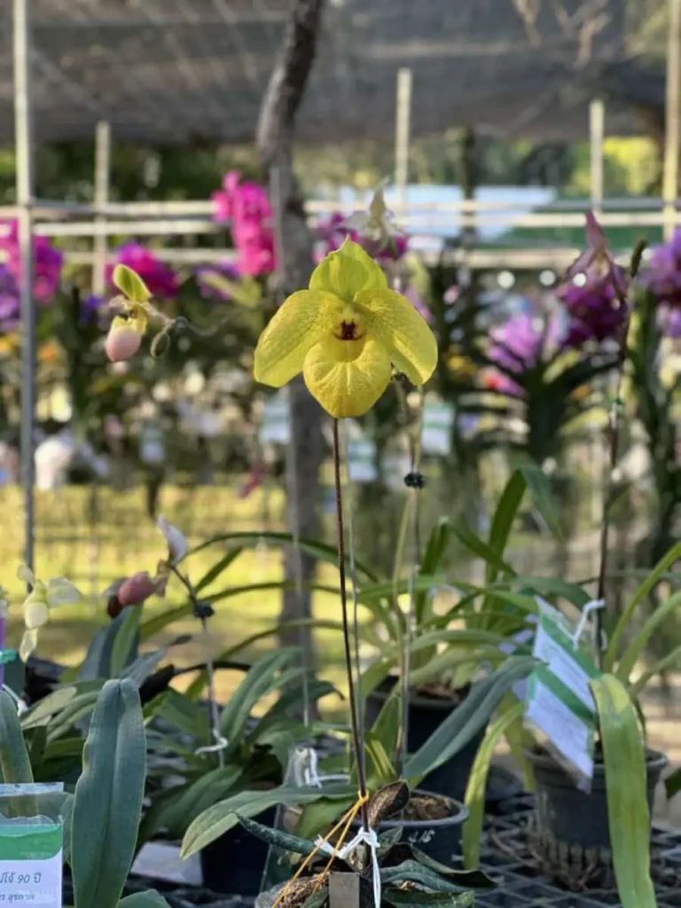 Paphiopedilum armeniacum