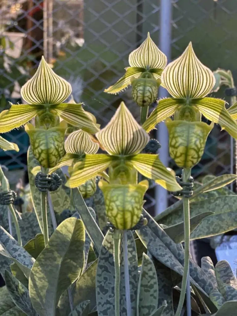 Discovering Orchids at the 2023 Show Highlights orchid plant for sale