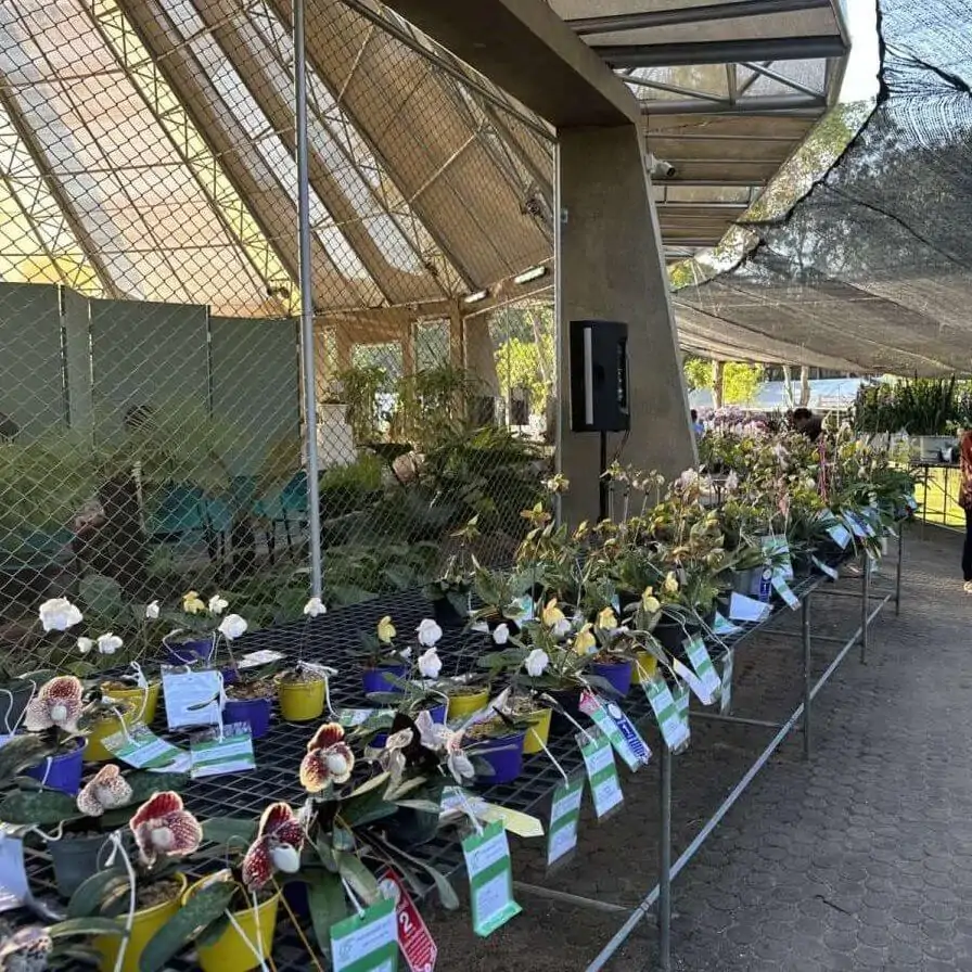 Orchid show