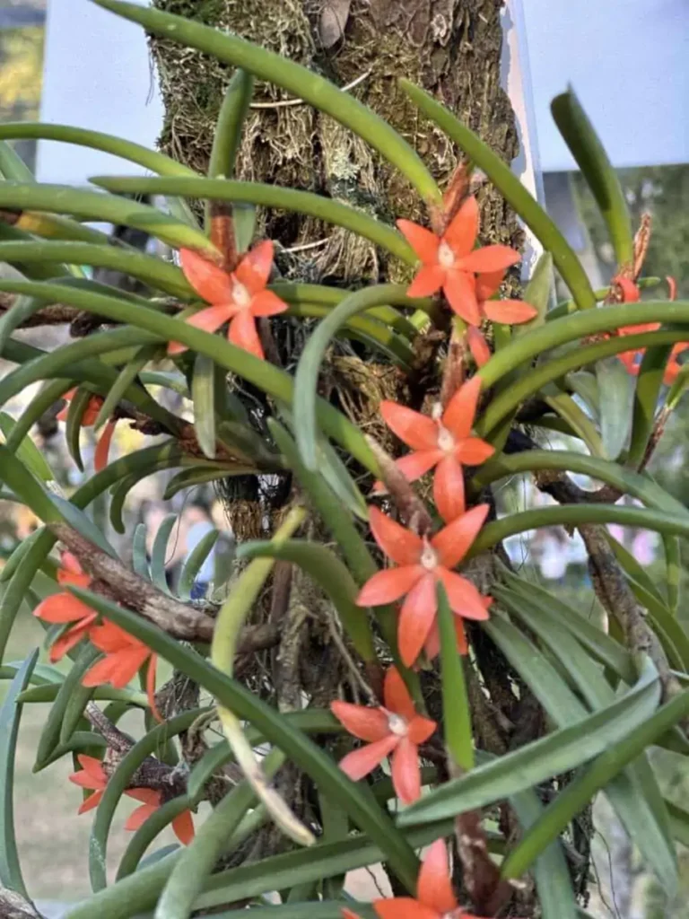 Ceratostylis retisquama