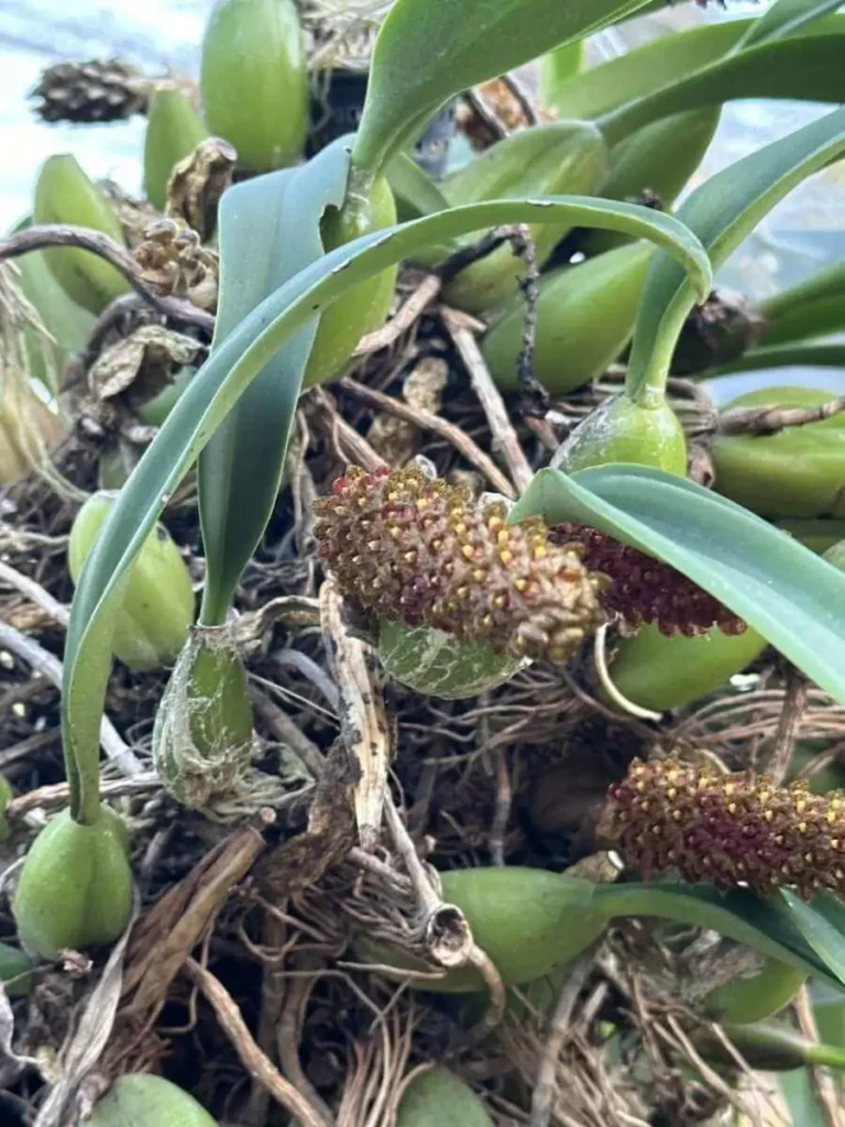 Discovering Orchids at the 2023 Show Highlights orchid plant for sale